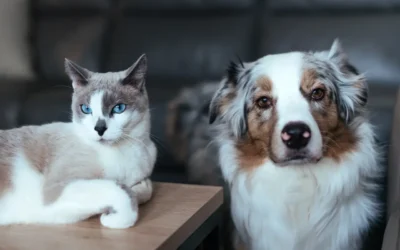 Pourquoi assurer son animal de compagnie est devenu indispensable